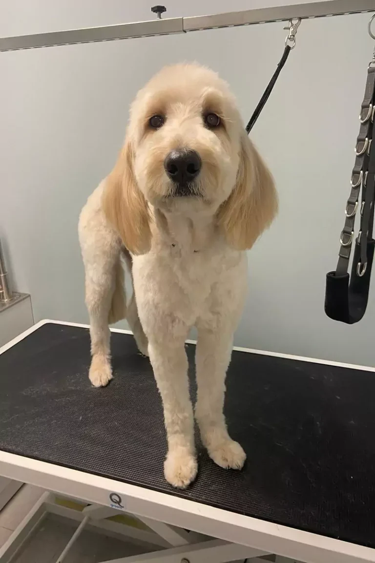 grooming-services-1-2-3-rectangle-68b77da7ae773