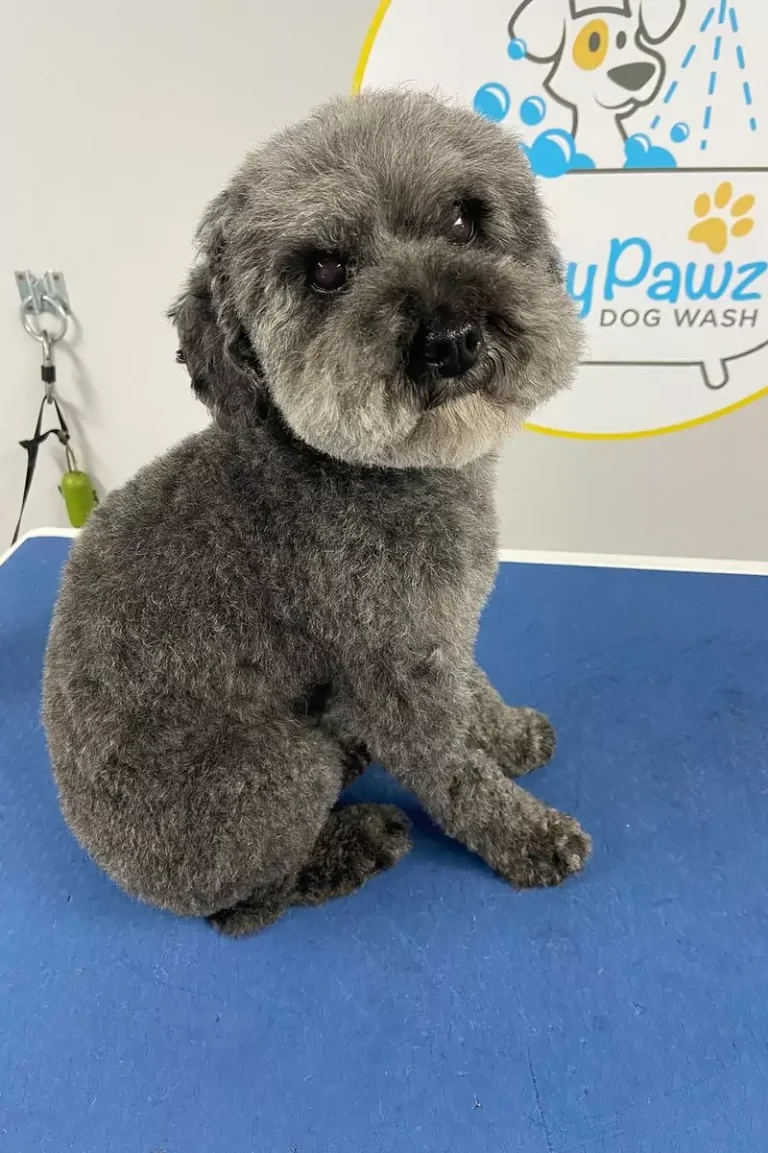 grooming-services-10-2-3-rectangle-68b77db6647ee