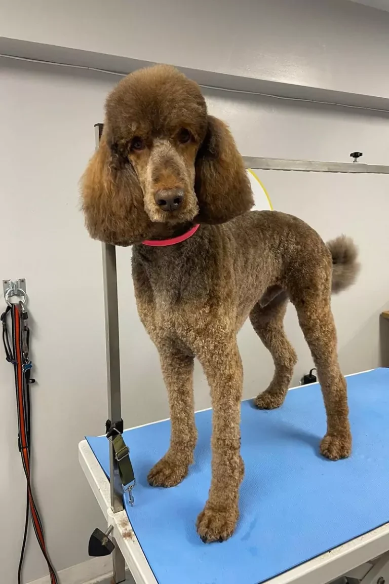 grooming-services-11-2-3-rectangle-68b77db80fccc