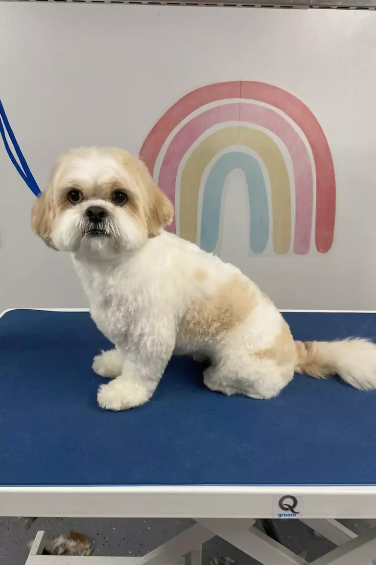grooming-services-7-2-3-rectangle-68b77db162893