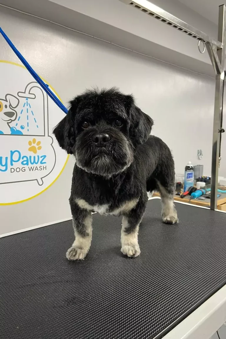 grooming-services-8-2-3-rectangle-68b77db29e262