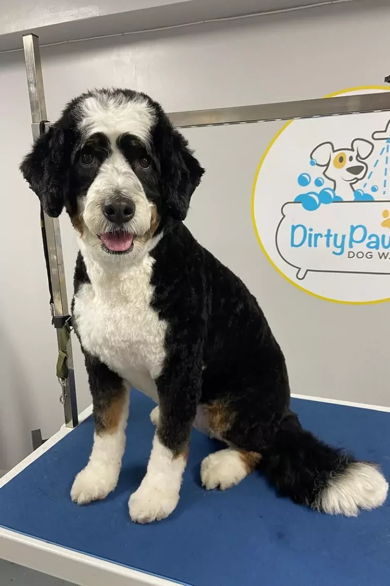 grooming-services-9-2-3-rectangle-68b77db4a11be