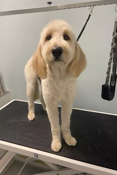grooming-services-1-2-3-rectangle-68b77da7ae773