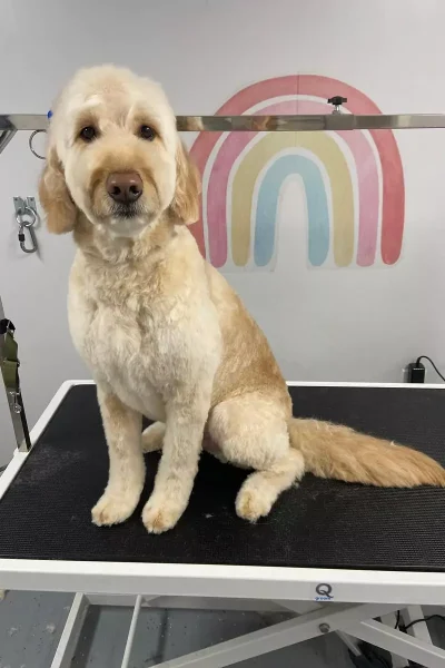 grooming-services-5-2-3-rectangle-68b77dae210dc